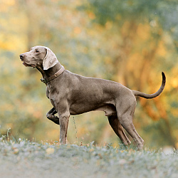 Веймаранер Веймаранер