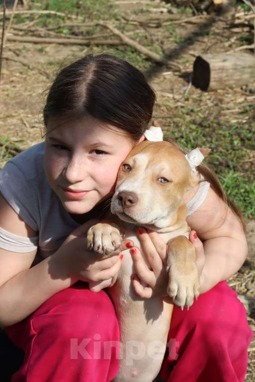 Собаки в Краснодаре: Щенки Американского питбуль терьера Мальчик, 80 000 руб. - фото 2