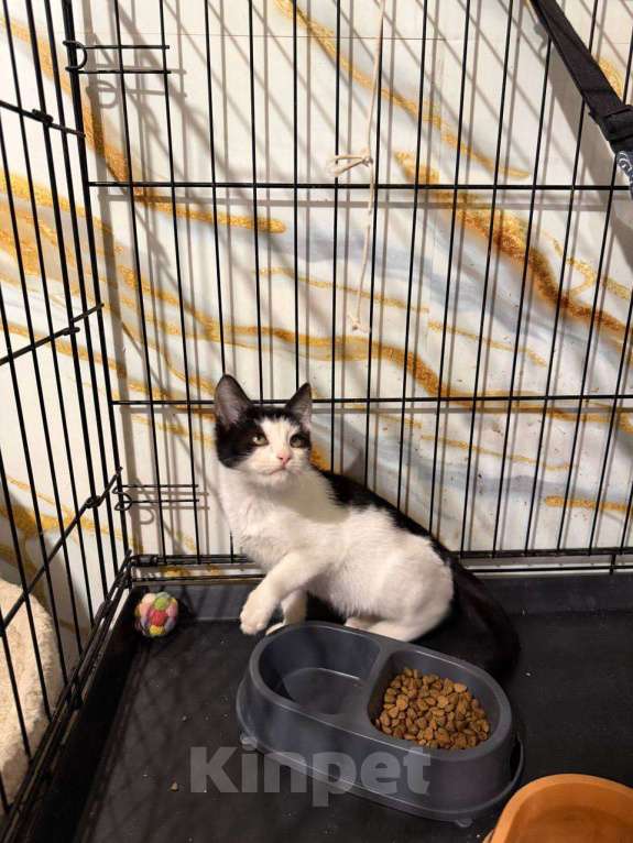 Кошки в Москве: котенок Сирена ищет дом Девочка, Бесплатно - фото 3