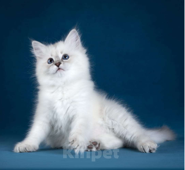 Кошки в других городах Московской области: Кошечка Фанта Девочка, 60 000 руб. - фото 2