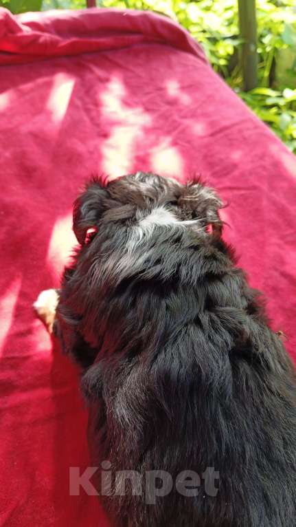 Собаки в Кудрово: Чихуахуа щенки Мальчик, 40 000 руб. - фото 2