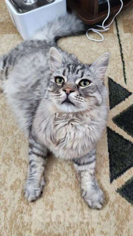 Кошки в Москве: Кот Корсик в добрые руки Мальчик, Бесплатно - фото 2