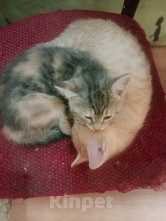 Кошки в Санкт-Петербурге: Монастырские котята Разнополые, Бесплатно - фото 4