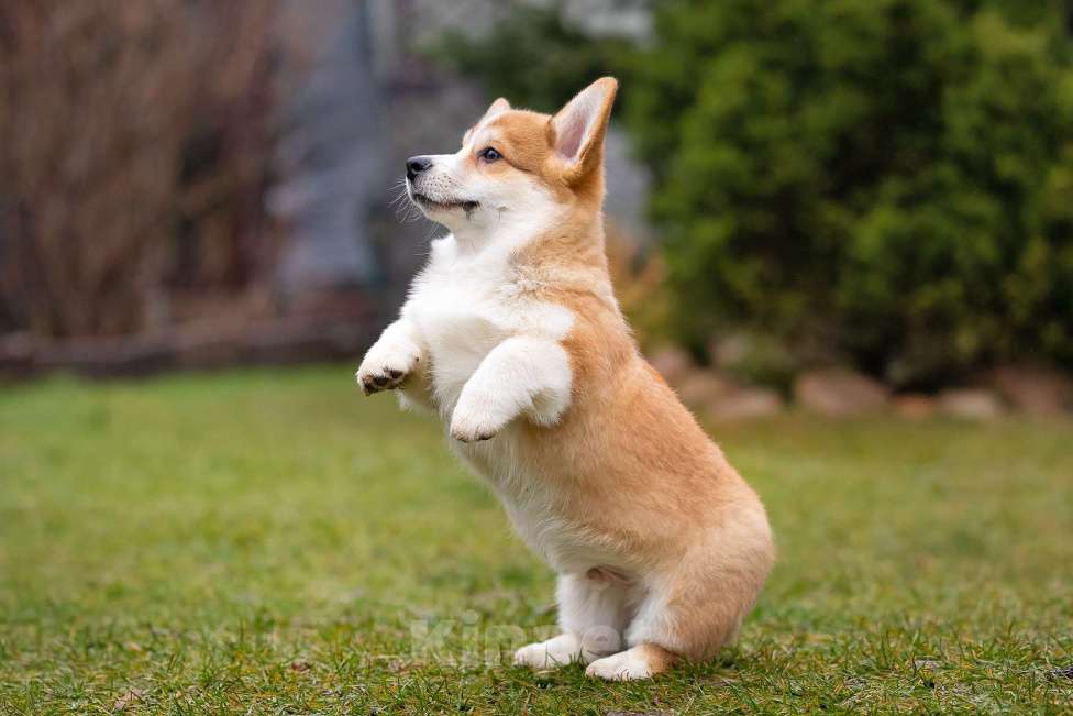 Собаки в Москве: Вита Приора Мавруд Мальчик, 80 000 руб. - фото 5