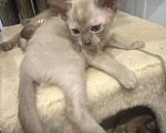 Кошки в Санкт-Петербурге: Бурманский  котенок ( Шампань -эксклюзив) Мальчик, 35 000 руб. - фото 8