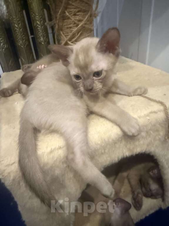 Кошки в Санкт-Петербурге: Бурманский  котенок ( Шампань -эксклюзив) Мальчик, 35 000 руб. - фото 8