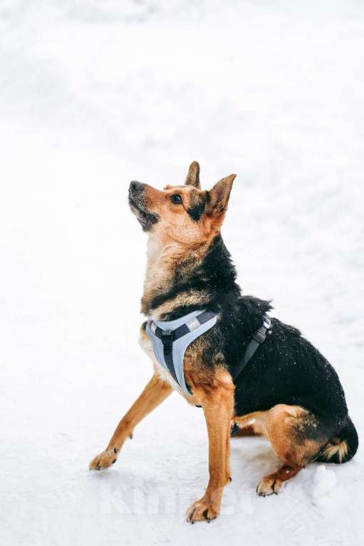 Собаки в Москве: Уникальный Шурик ищет дом Мальчик, Бесплатно - фото 4