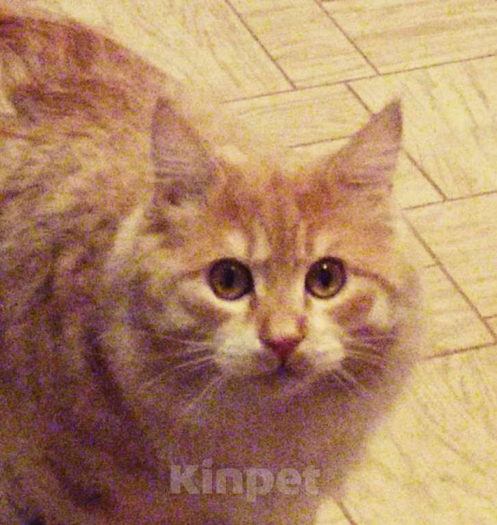 Кошки в Воронеже: Кот вязка Мальчик, 4 500 руб. - фото 2