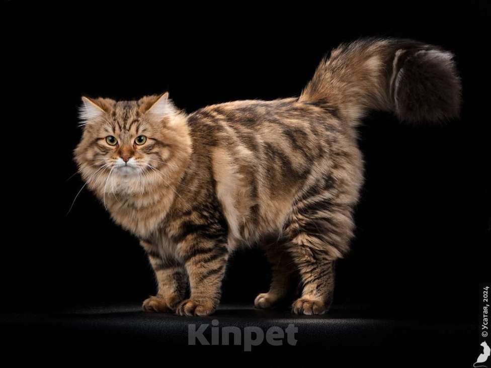 Кошки в Москве: Сибирский кот Мальчик, 25 000 руб. - фото 2