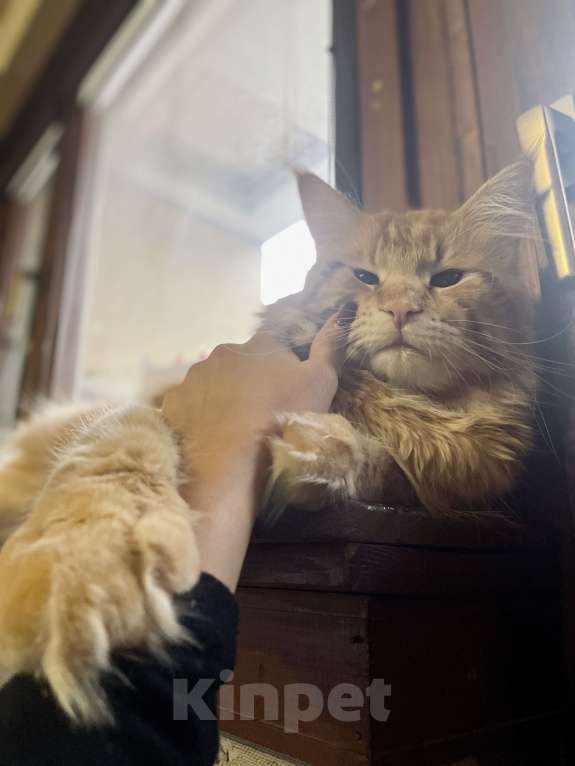 Кошки в Краснодаре: Мейнкун мальчик  Мальчик, 15 000 руб. - фото 3