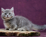 Кошки в Барнауле: Котик Юрий💟 Мальчик, Бесплатно - фото 4