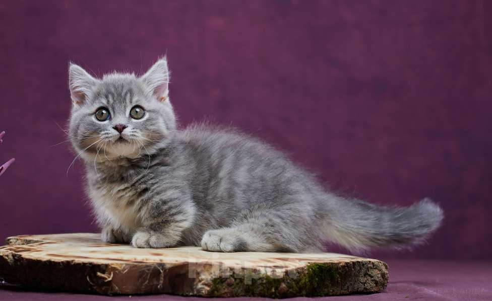 Кошки в Барнауле: Котик Юрий💟 Мальчик, Бесплатно - фото 4