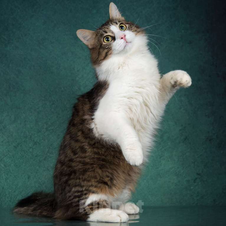 Кошки в Москве: Молодой котик Пух в дар! Мальчик, Бесплатно - фото 3