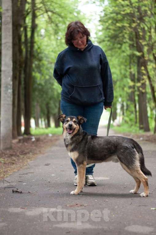 Собаки в Ногинске: Кузька - маленький песик в дар Мальчик, Бесплатно - фото 4