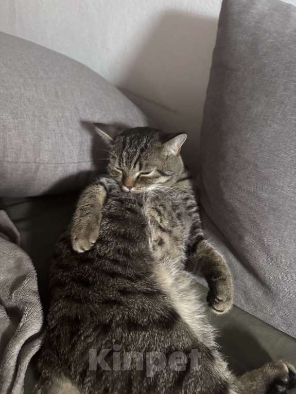 Кошки в Челябинске: Отдам кота в добрые руки  Мальчик, Бесплатно - фото 4