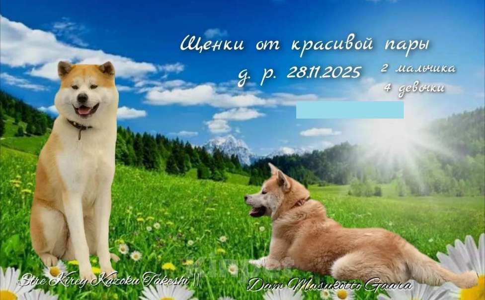 Собаки в Мичуринске: Продажа щенков Акита Ину Девочка, Бесплатно - фото 1