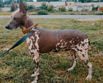 Собаки в Москве: Мексиканская голая, щенок Мальчик, 80 000 руб. - фото 4