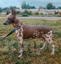 Собаки в Москве: Мексиканская голая, щенок Мальчик, 80 000 руб. - фото 4