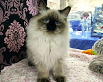 Кошки в Новосибирске: Невские маскарадные котята Девочка, 35 000 руб. - фото 3