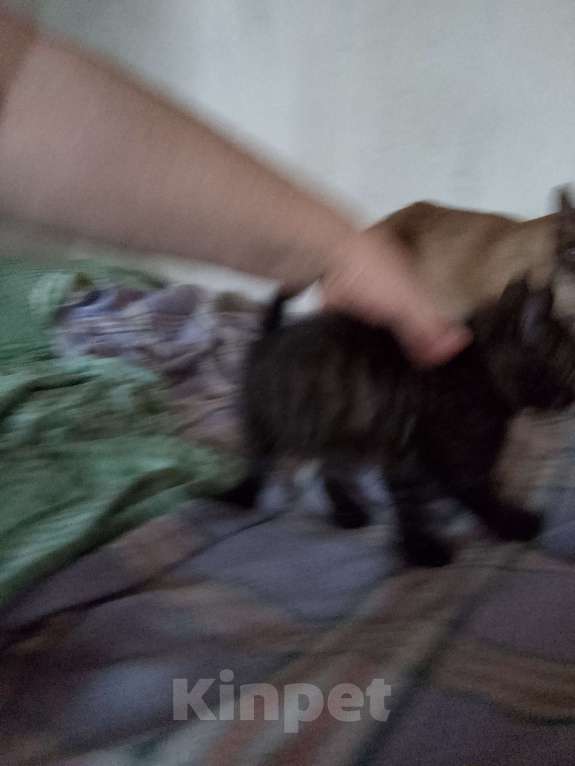 Кошки в Красноярске: Вася Мальчик, Бесплатно - фото 3