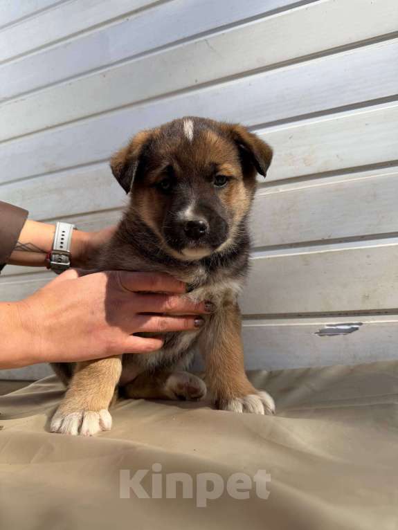 Собаки в Москве: Трогательные щеночки (3 мес.) срочно ищут дом Мальчик, Бесплатно - фото 10