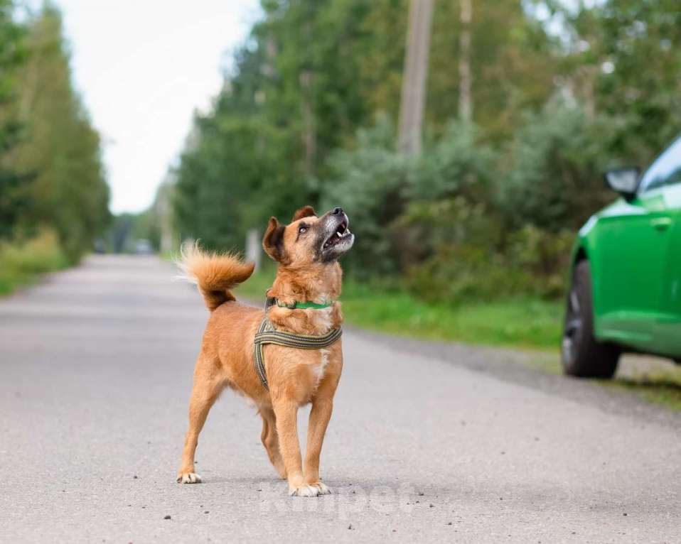Собаки в Санкт-Петербурге: Маленький хорошенький пёс Мальчик, Бесплатно - фото 7