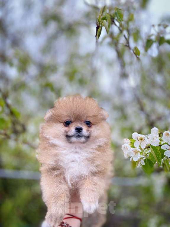 Собаки в других городах Московской области: Померанский шпиц девочка Девочка, 35 000 руб. - фото 2