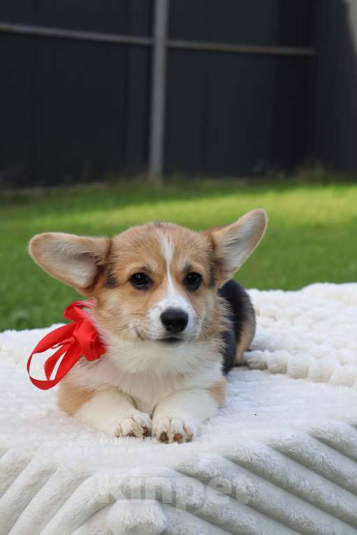 Собаки в Москве: Щенки коржики Девочка, 65 000 руб. - фото 2