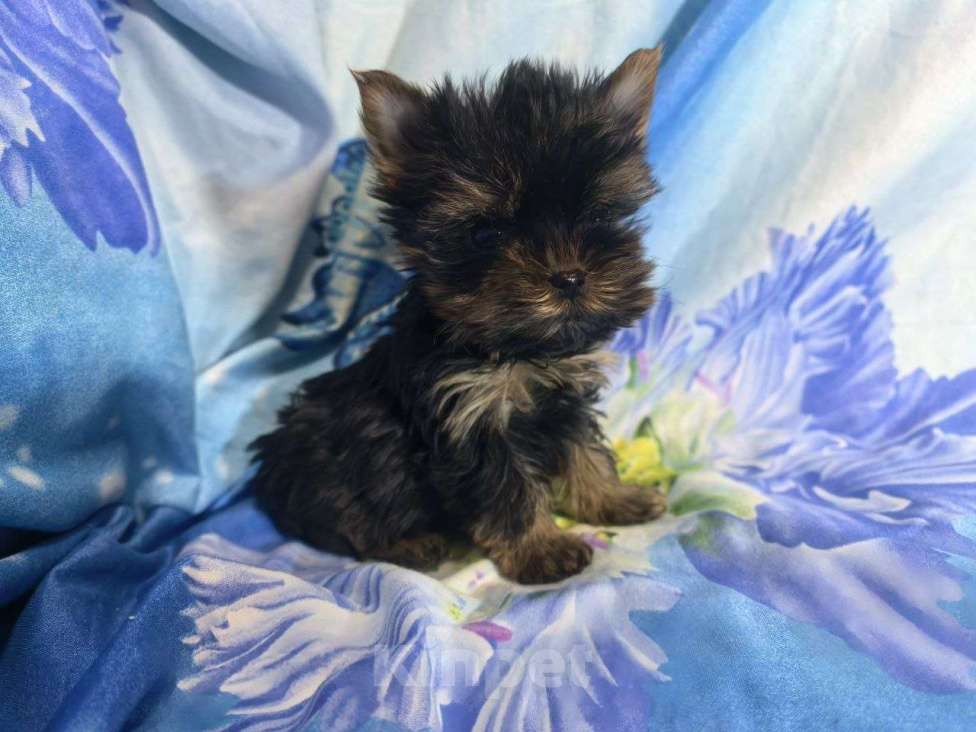 Собаки в Санкт-Петербурге: Щенки йоркширского терьера Разнополые, 25 000 руб. - фото 5