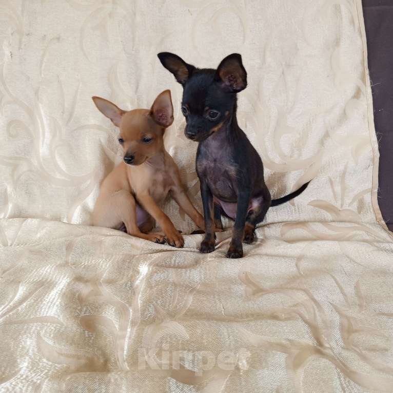 Собаки в Санкт-Петербурге: Гладкошёрстные щенки  Мальчик, 30 000 руб. - фото 9