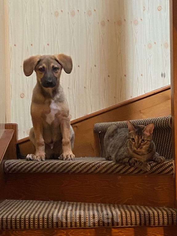 Собаки в Москве: Атос Мальчик, Бесплатно - фото 5