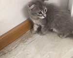 Кошки в Краснодаре: Кошечка в добрые руки даром Девочка, Бесплатно - фото 6