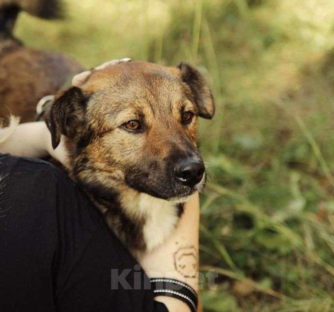 Собаки в Москве: Ищет дом Рыжик Мальчик, Бесплатно - фото 3