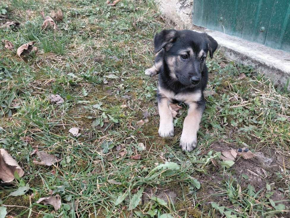 Собаки в Санкт-Петербурге: Ручной игривый щеночек ищет дом Девочка, Бесплатно - фото 2