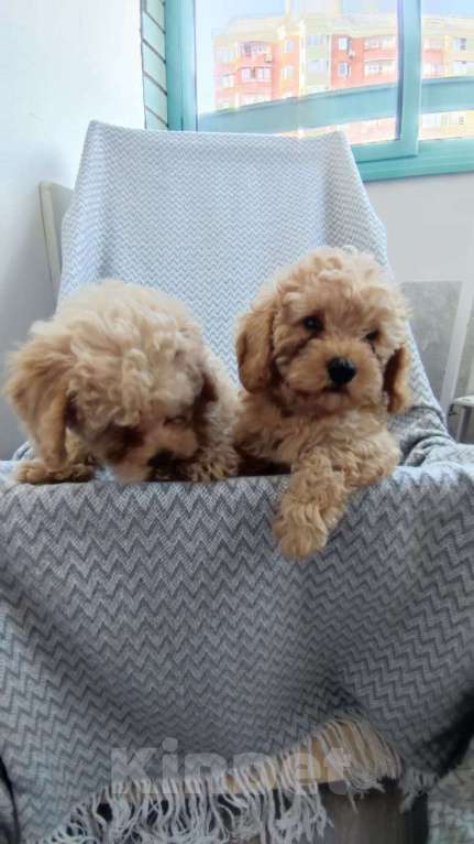 Собаки в Москве: Щенок мальтипу ф1  Мальчик, 99 999 руб. - фото 2