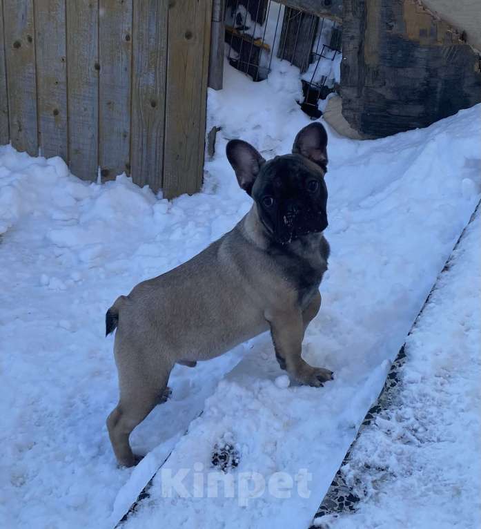 Собаки в Санкт-Петербурге: Шикарный мальчик французского бульдога Мальчик, 45 000 руб. - фото 7
