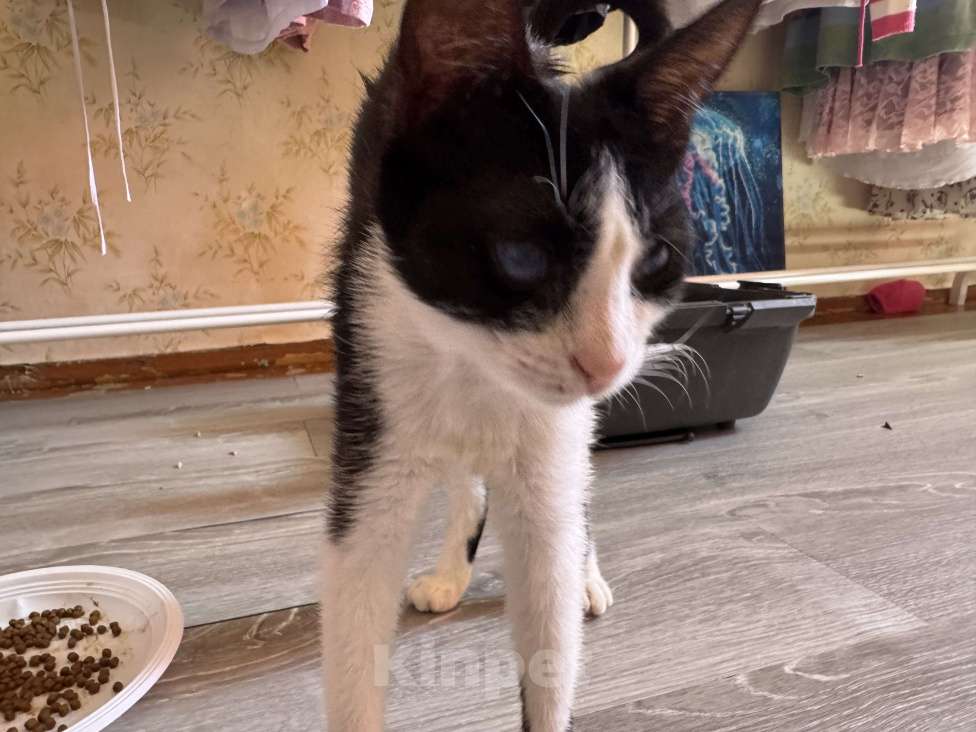 Кошки в Севастополе: марка Девочка, Бесплатно - фото 5