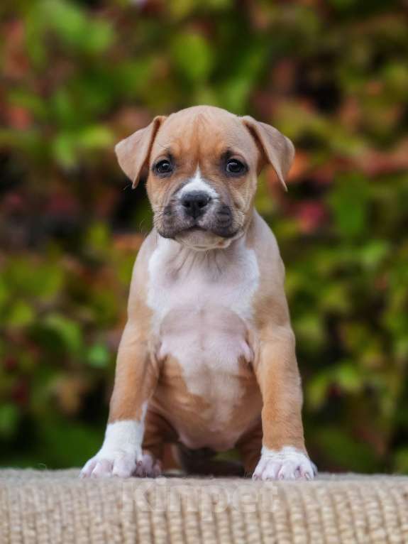 Собаки в Самаре: Щенок АСТ из питомника Девочка, 50 000 руб. - фото 4