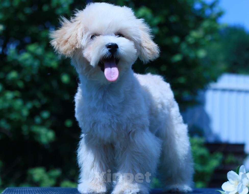 Собаки в Москве: мальтипу Ф1 щенки Девочка, 100 000 руб. - фото 6