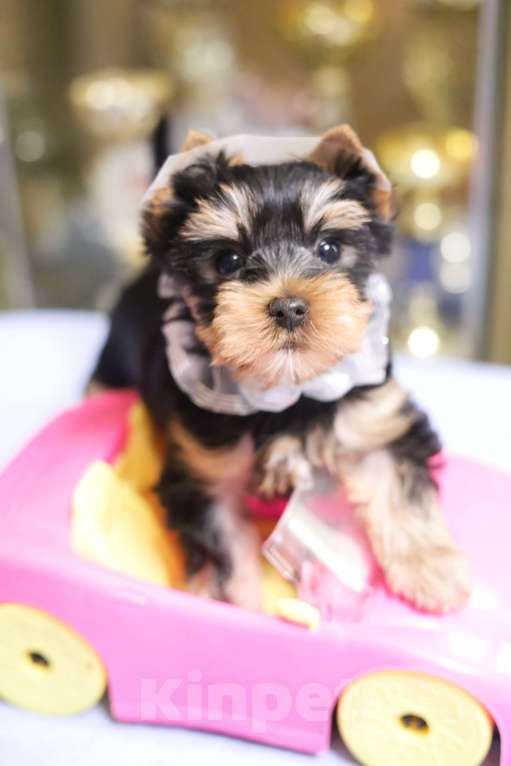 Собаки в Санкт-Петербурге: Щенок Йоркширского терьера, мальчик  Мальчик, 45 000 руб. - фото 3