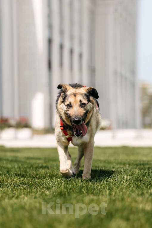 Собаки в Москве: Чудо Денди ищет дом Мальчик, Бесплатно - фото 4