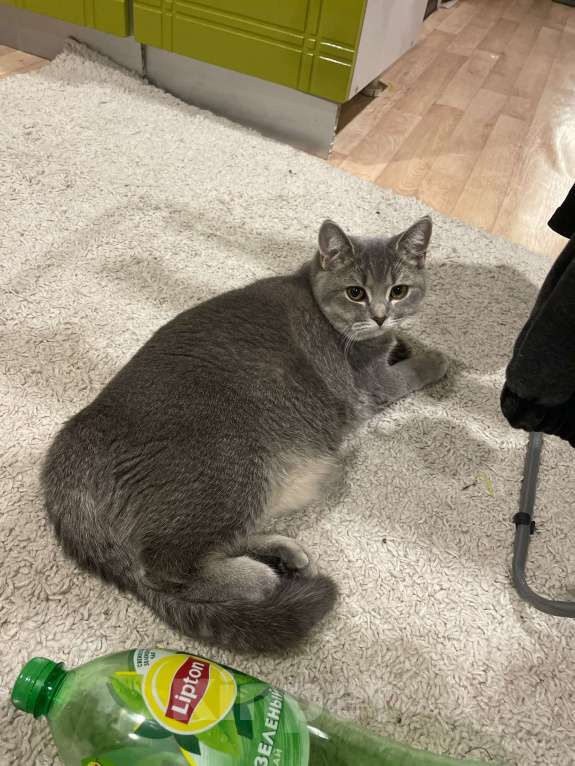 Кошки в Новокузнецке: Потерялась серая кошка Девочка, 5 000 руб. - фото 4