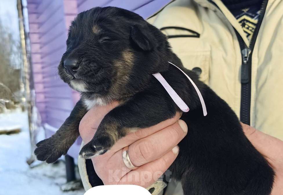 Собаки в Санкт-Петербурге: Щенки Банхара  Девочка, 75 000 руб. - фото 6