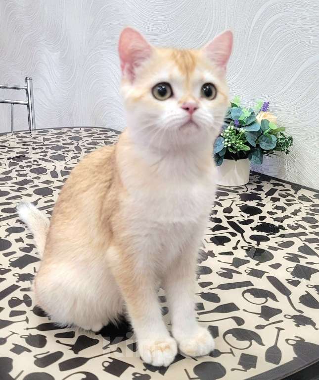 Кошки в Москве: Malvina MilkaMax  Девочка, 30 000 руб. - фото 2