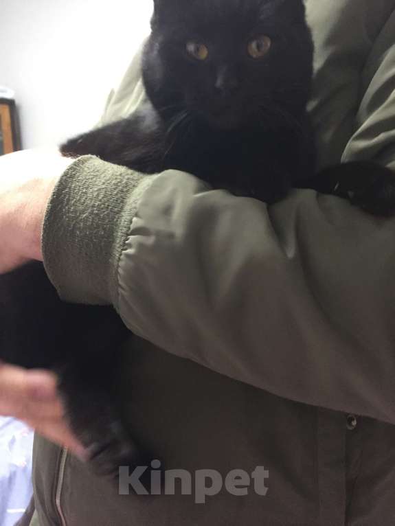 Кошки в Краснодаре: Кошечка в добрые руки Девочка, Бесплатно - фото 6