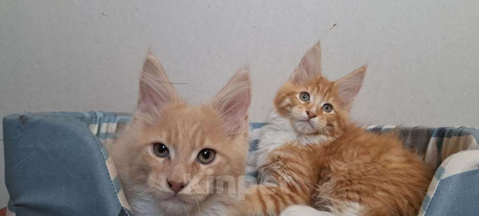 Кошки в Москве: Питомник гигантских кошечек Разнополые, 30 000 руб. - фото 5