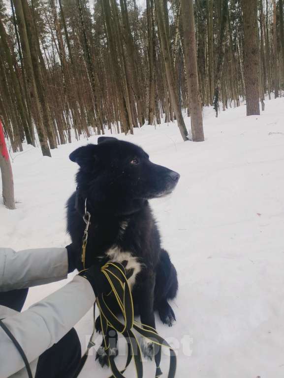 Собаки в Балашихе: Эдгар Мальчик, Бесплатно - фото 9