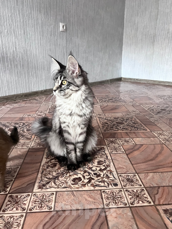 Кошки в Троицке: Кошечка Мейн Кун Девочка, 8 000 руб. - фото 5
