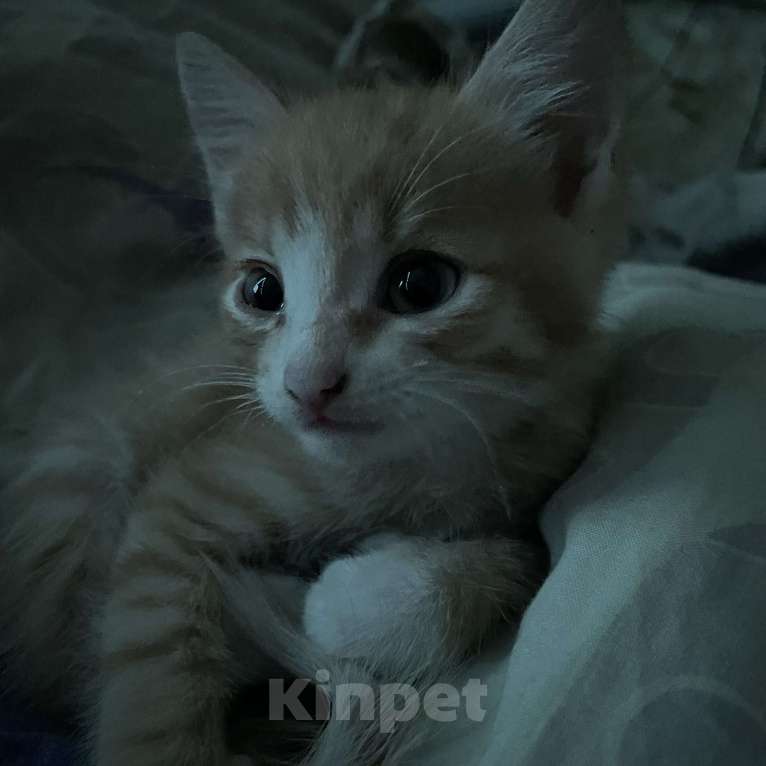 Кошки в Иркутске: отдаю даром  Мальчик, Бесплатно - фото 1