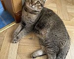 Кошки в Санкт-Петербурге: Шотландский вислоухий кот Леон возраст 7 месяцев хочет кошечку на вязку Мальчик, 3 000 руб. - фото 2